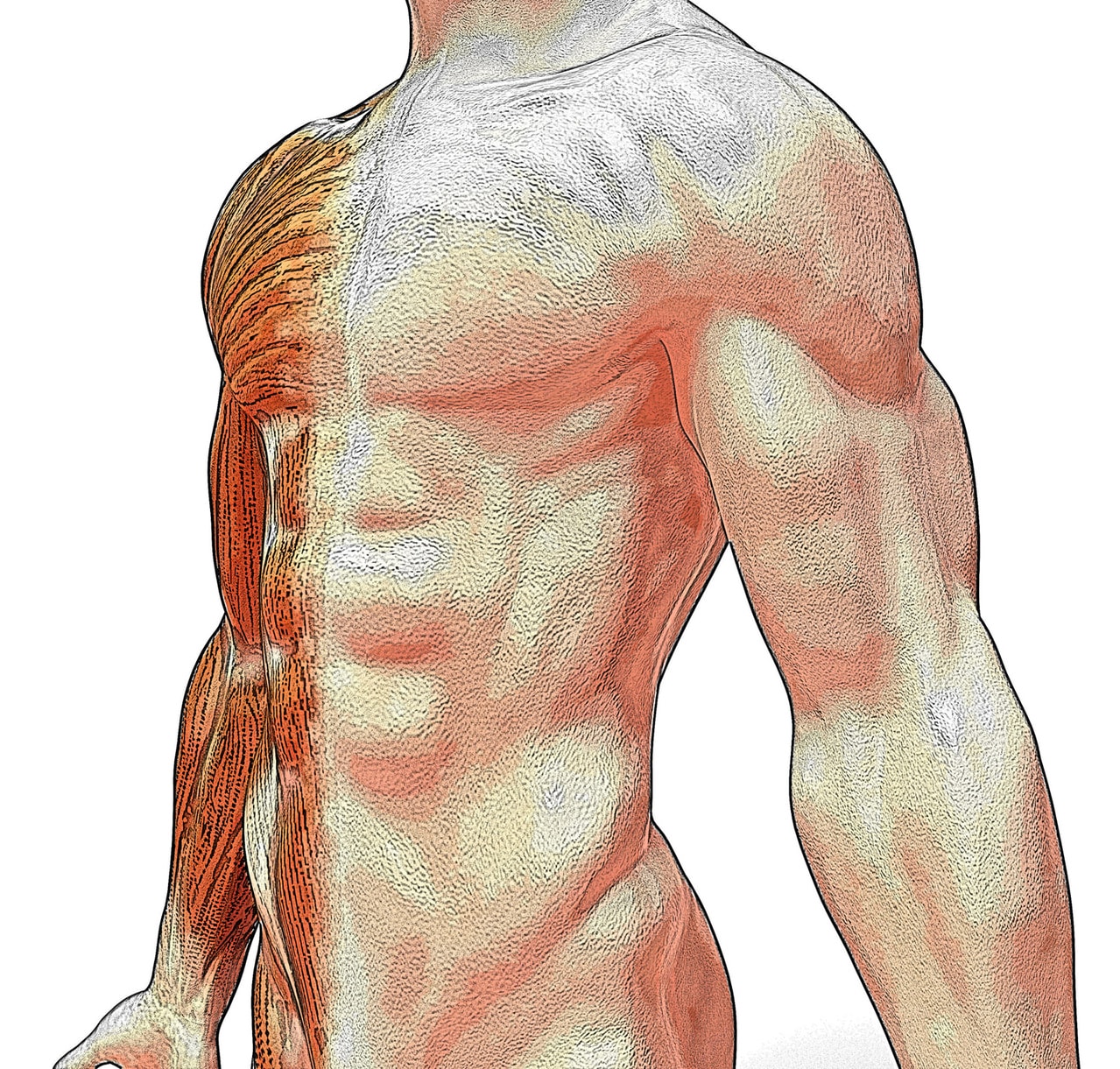 comment-prendre-de-la-masse-musculaire-rapidement-et-naturellement